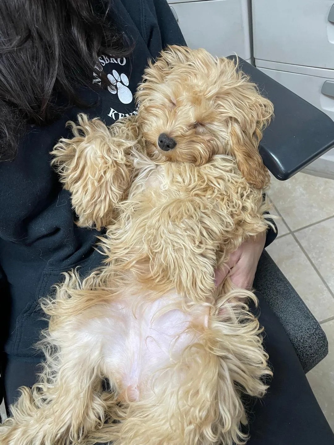 Pet Grooming & Boarding Orangeburg, NY Musbro Kennels