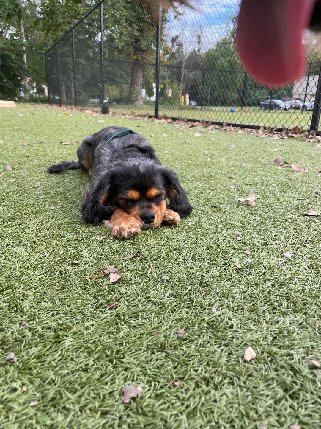 Pet Grooming & Boarding Orangeburg, NY Musbro Kennels