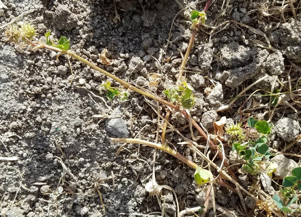 Albuquerque Pest Control : The Official Albuquerque Guide