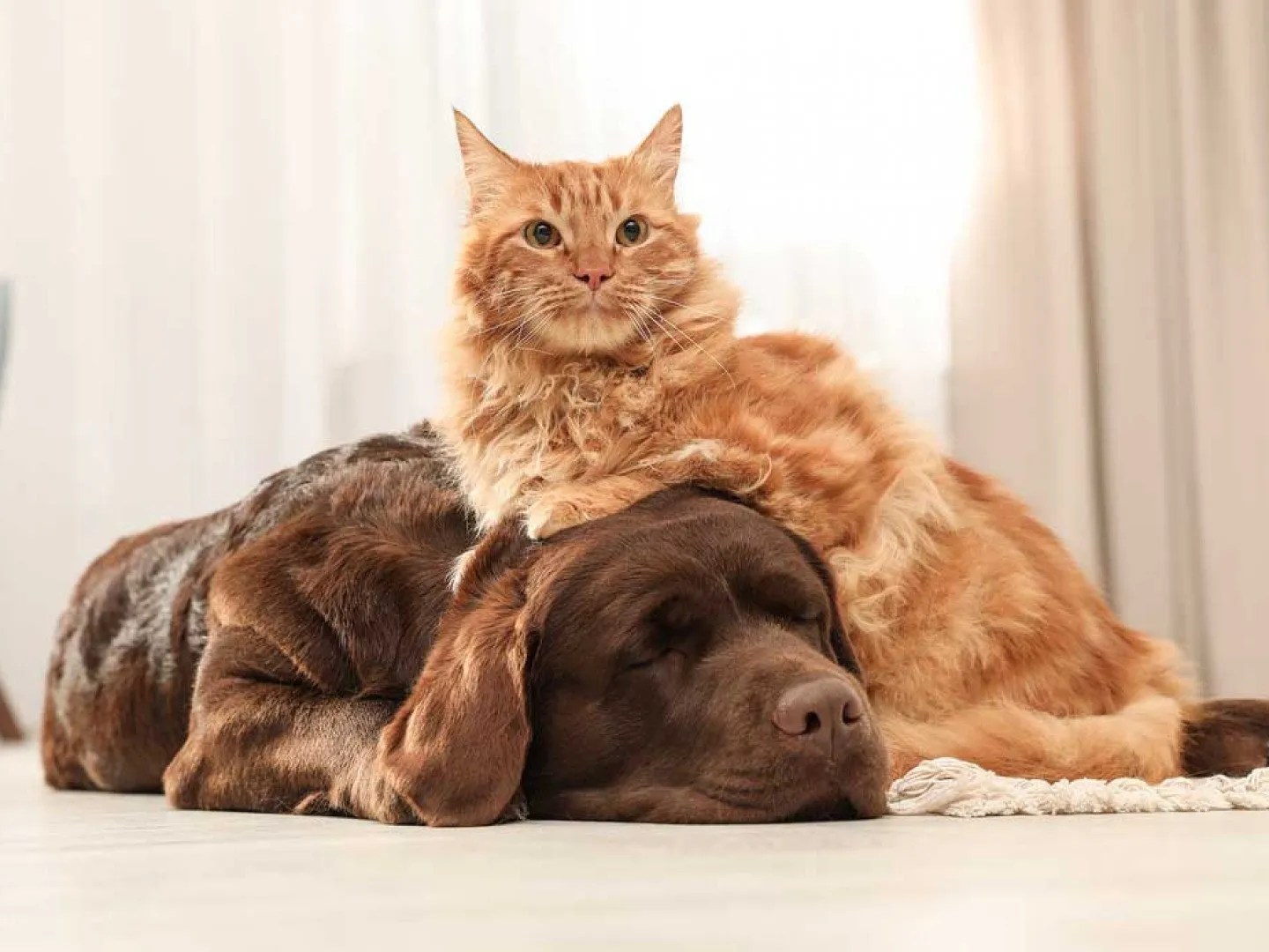 Kennel Free Dog Sitting, InHome Pet Sitting Your Local Cincinnati, OH