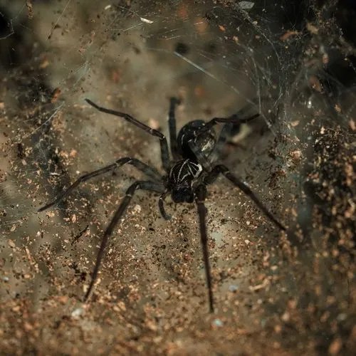 5 Common Spiders in Boise Identification and Control Tips