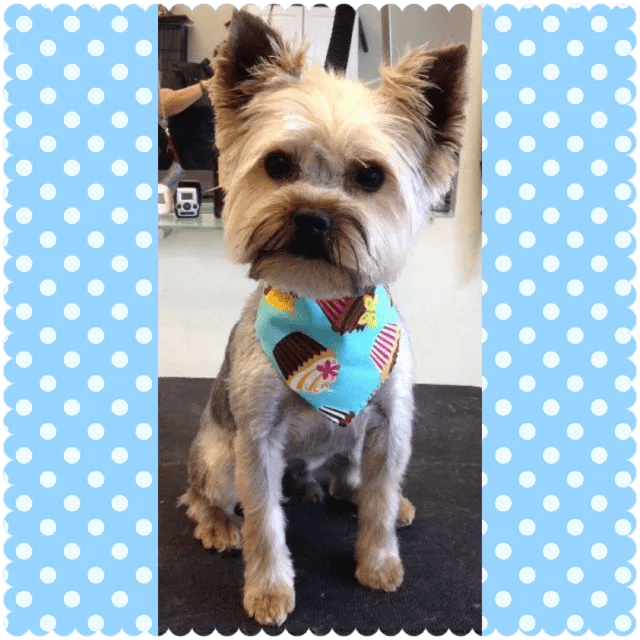 Saratoga NY Professional Pet Grooming & Dog Spa Serving Albany, Clifton