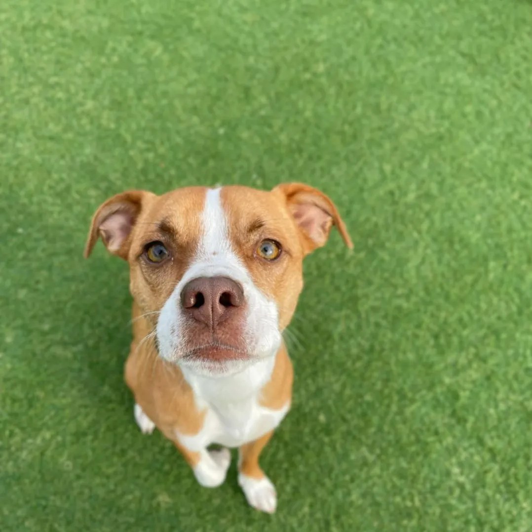 Luxury Dog Boarding Kennel & Lodging For Dogs In Upstate NY's Captial