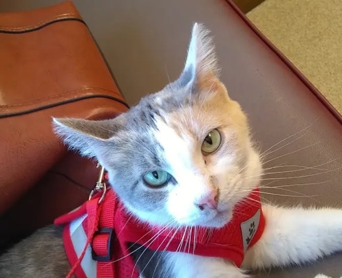 Veterinarian Hudson, IA Hudson Veterinary Clinic