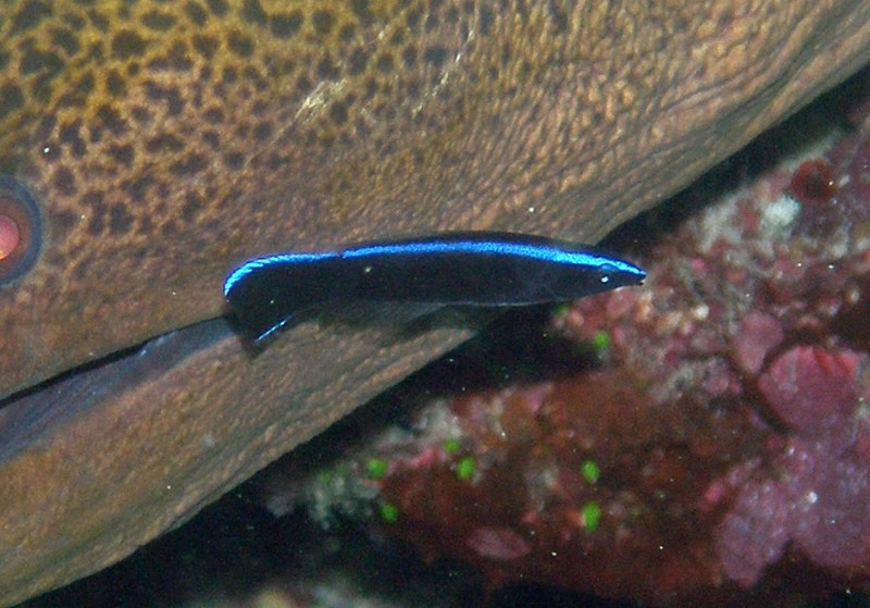 Have cleaner fish lazier, less capable, or both? Lizard Island