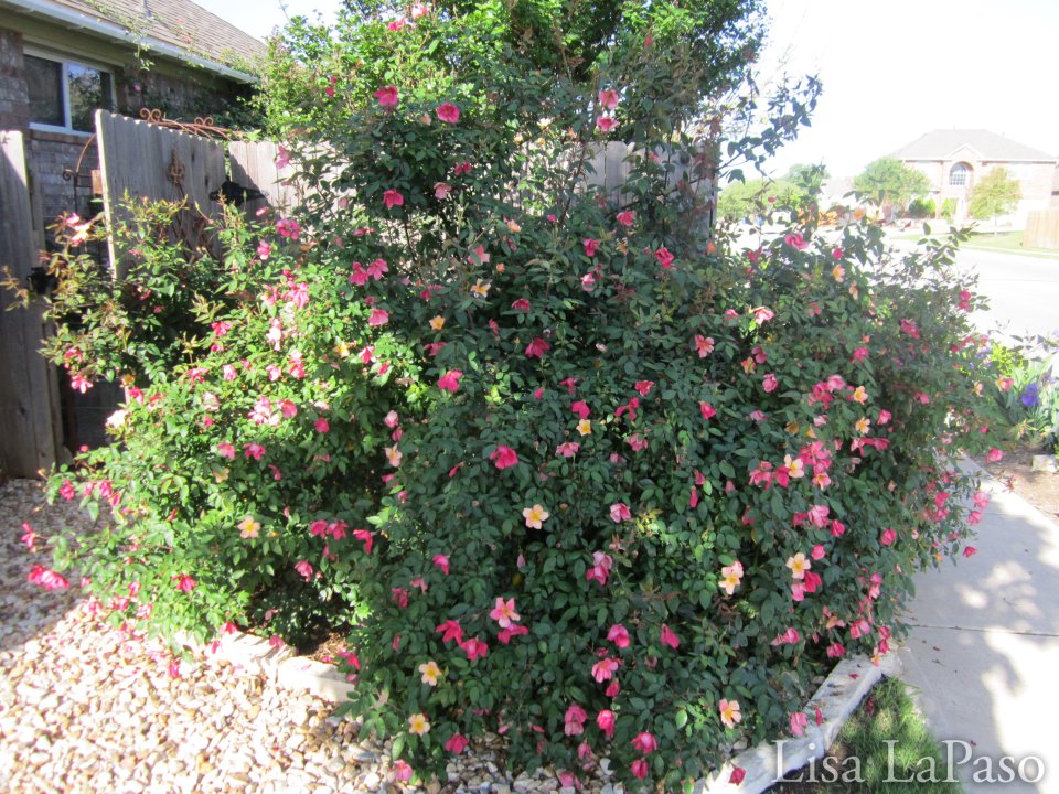Sun Plants for Central Texas Lisa's Landscape & Design