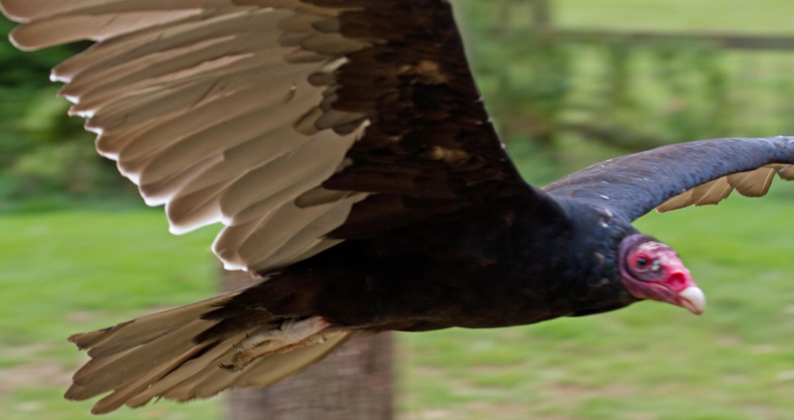 Turkey Vultures Nature’s Garbagemen Lisa's Writopia