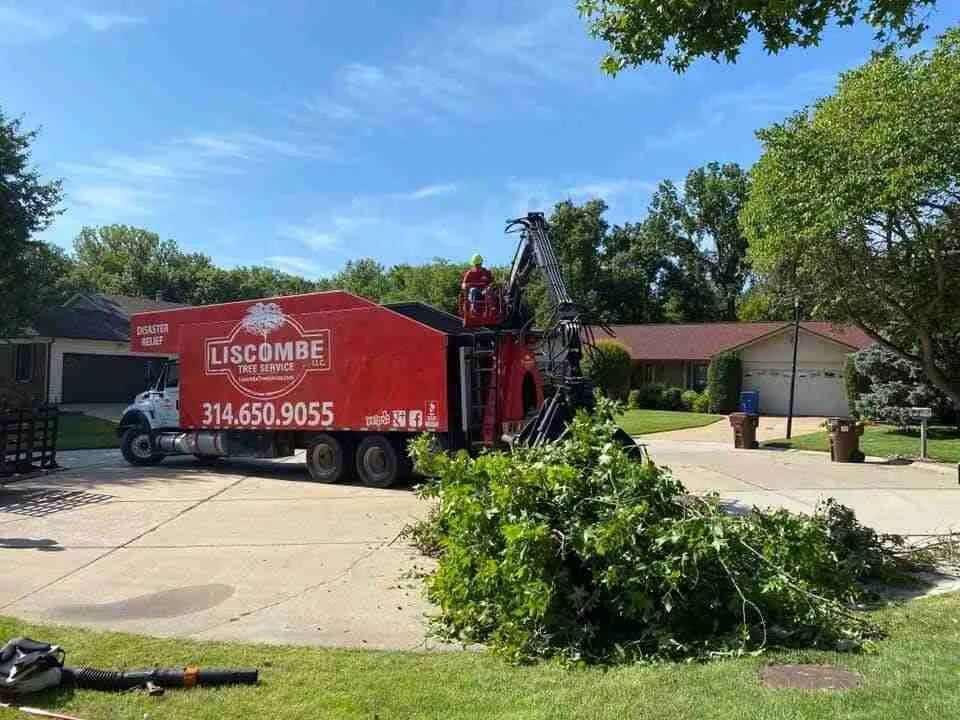 Tree Services Gallery Missouri Tree Services