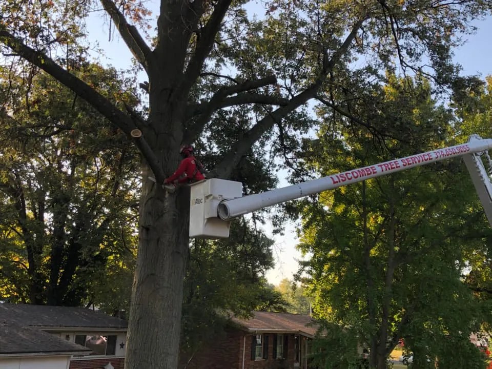 happy tree service st louis mo Dorthea Mull