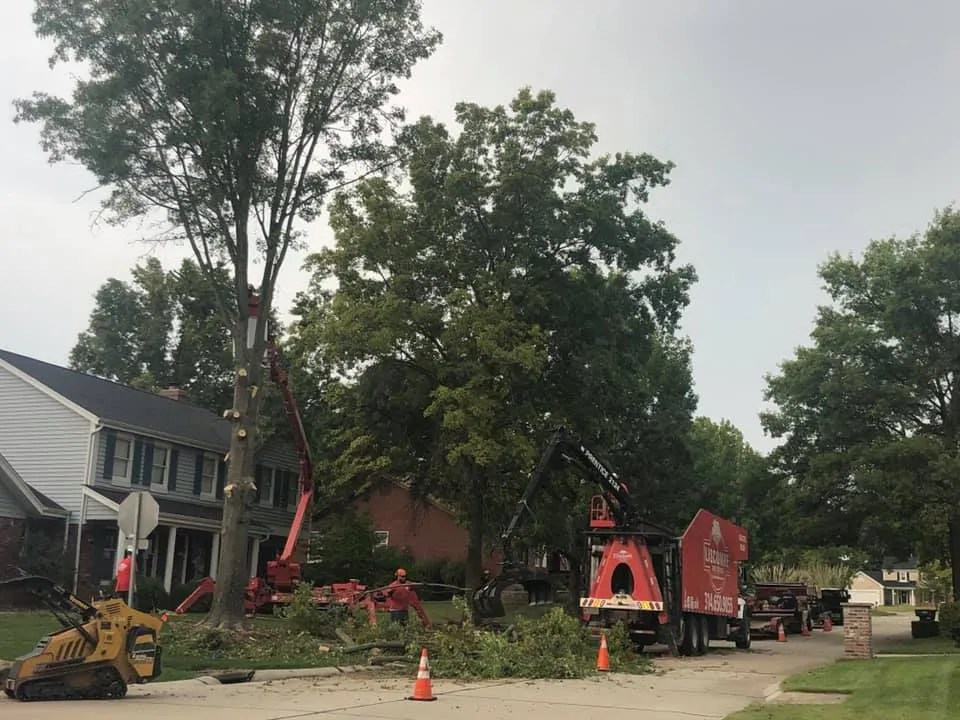 Tree Services Gallery Missouri Tree Services