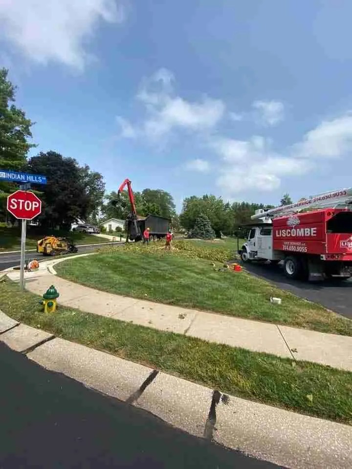 Tree Services Gallery Missouri Tree Services