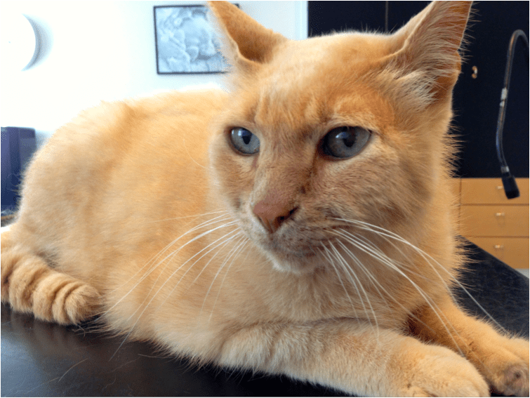 Lopper LiseRovsing.dk