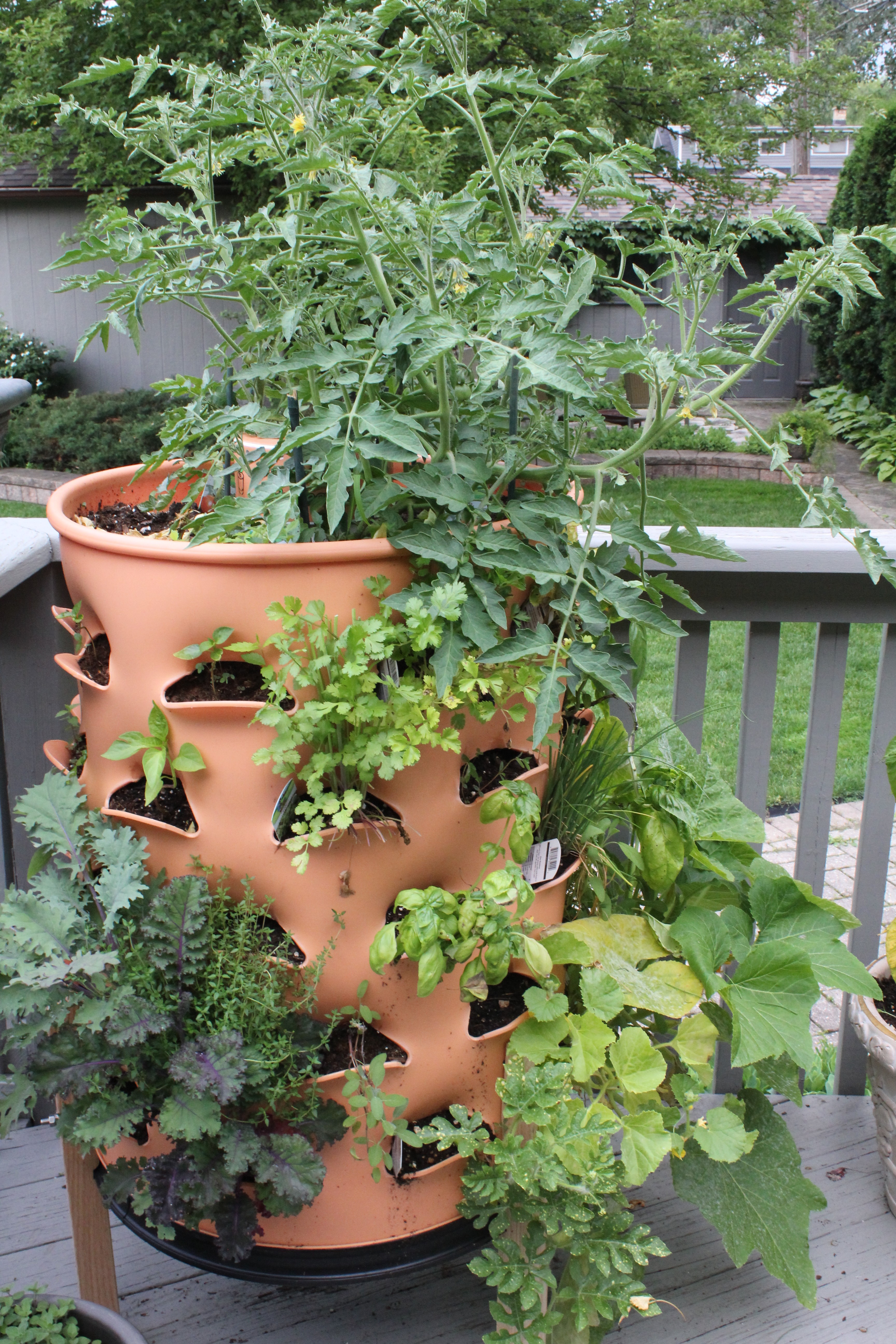 Organic Container Garden