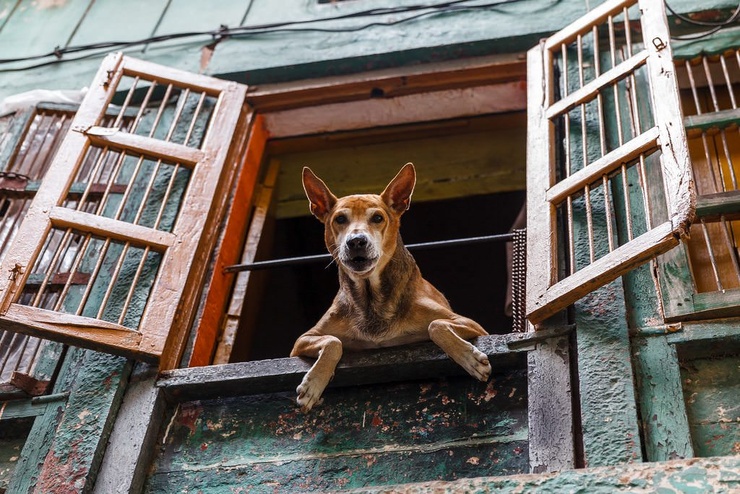Dogs Looking Through Windows