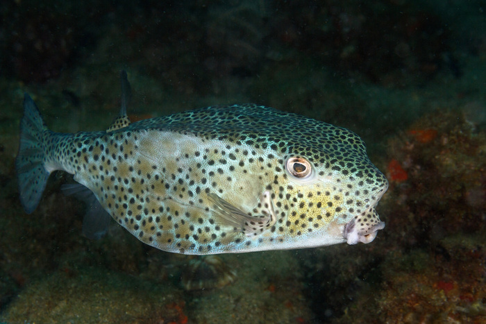 Favorite Images of Boxfish