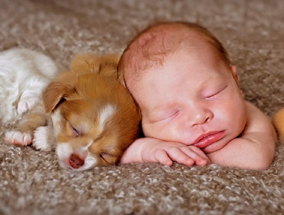 Dogs and Babies 2 list