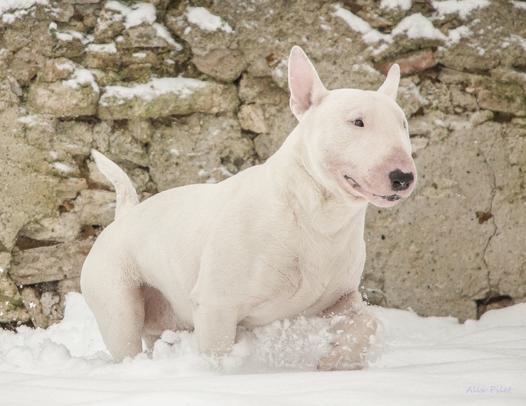 88+ English Bull Terrier Evolution l2sanpiero