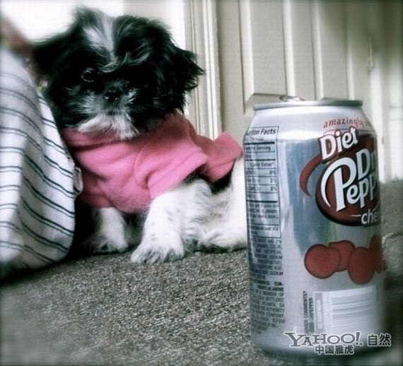 Funny animals coke can size puppies list