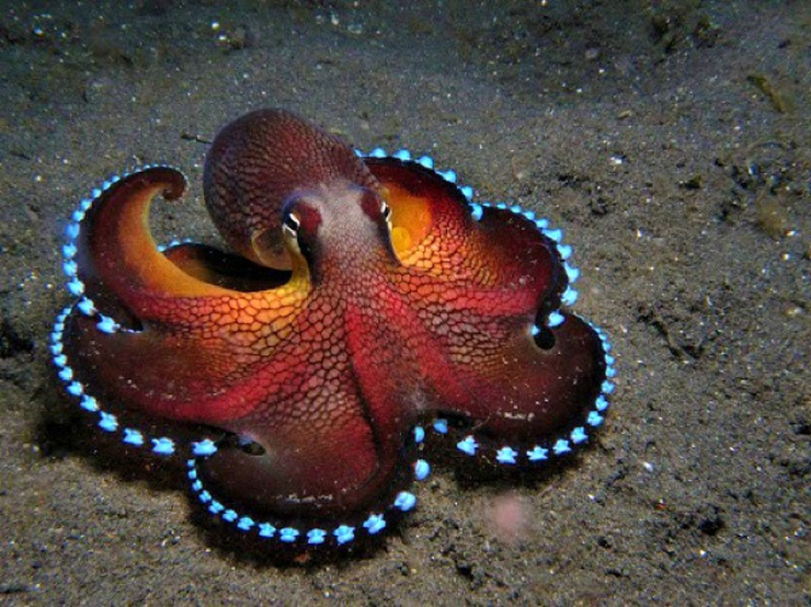 Favorite Images of Octopuses