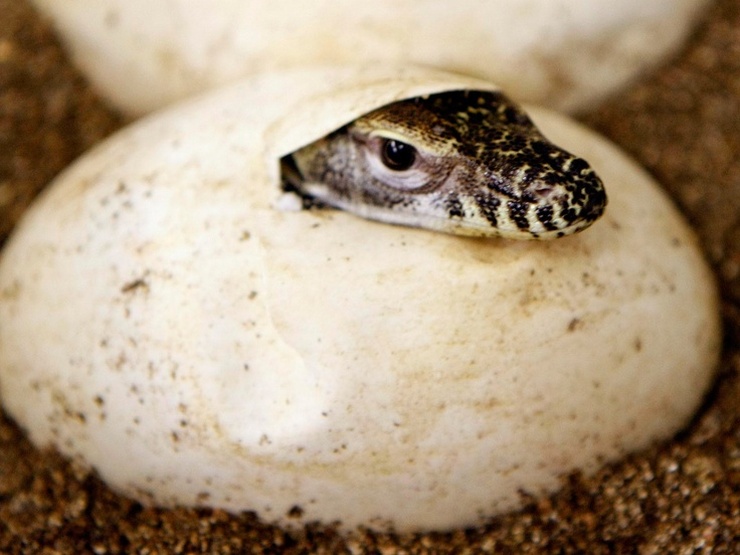Komodo Dragons list