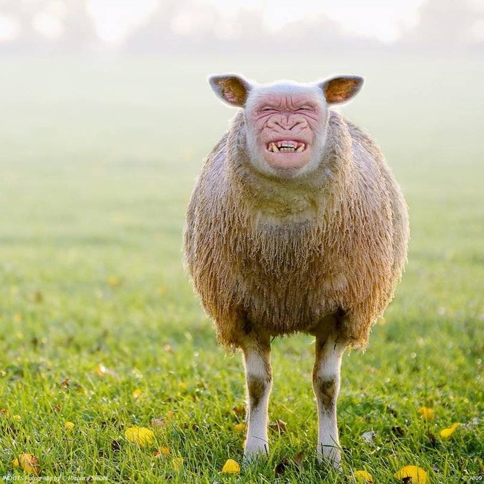 Fake Hybrid Animals Funny list