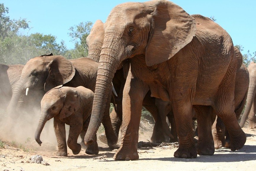 Elephant Facts 10 Things You Didn't Know About Elephants