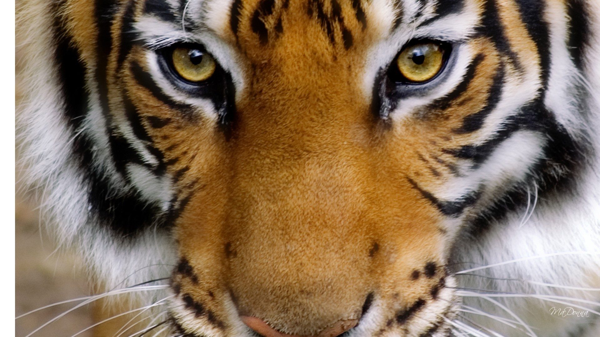 10 Unusual Tiger Facts Facts about Tigers