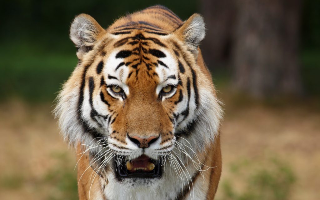 10 Unusual Tiger Facts Facts about Tigers