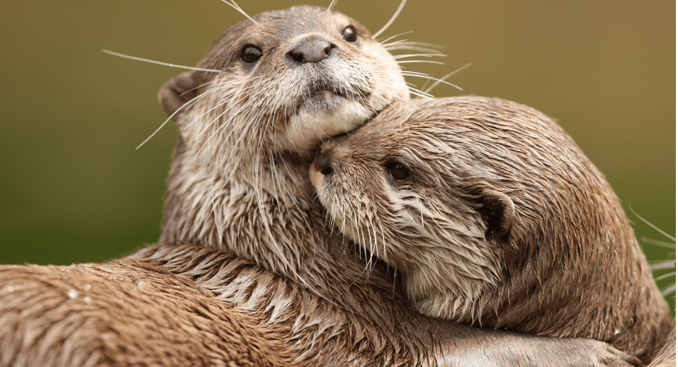 17 Fascinating Facts About Otters That You Didn't Know