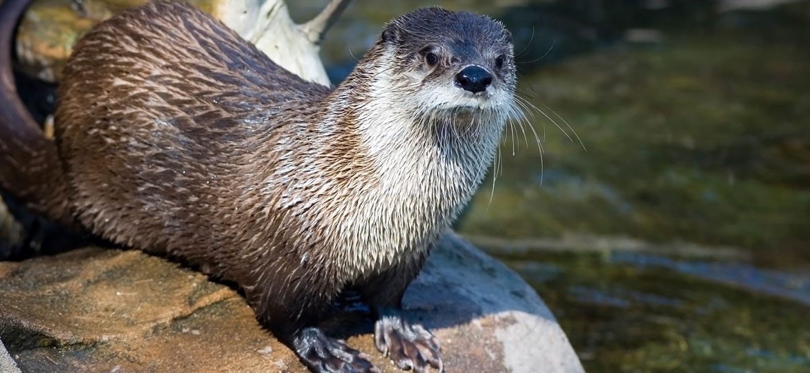 17 Fascinating Facts About Otters That You Didn't Know