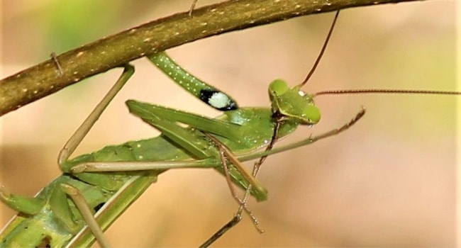 27 Animal Myths Blown Up, Revealed ListCaboodle