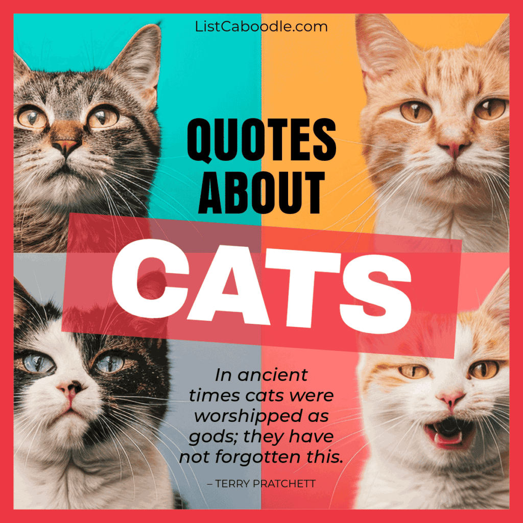 70+ Quotes About Cats (for Cat Lovers, Cat Ladies, & More!)
