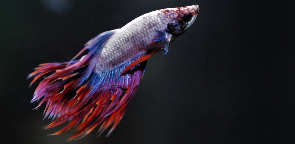 Siyam Dövüş Balığı Olarak Da Bilinen Beta Balığı Hakkında 11 Bilgi