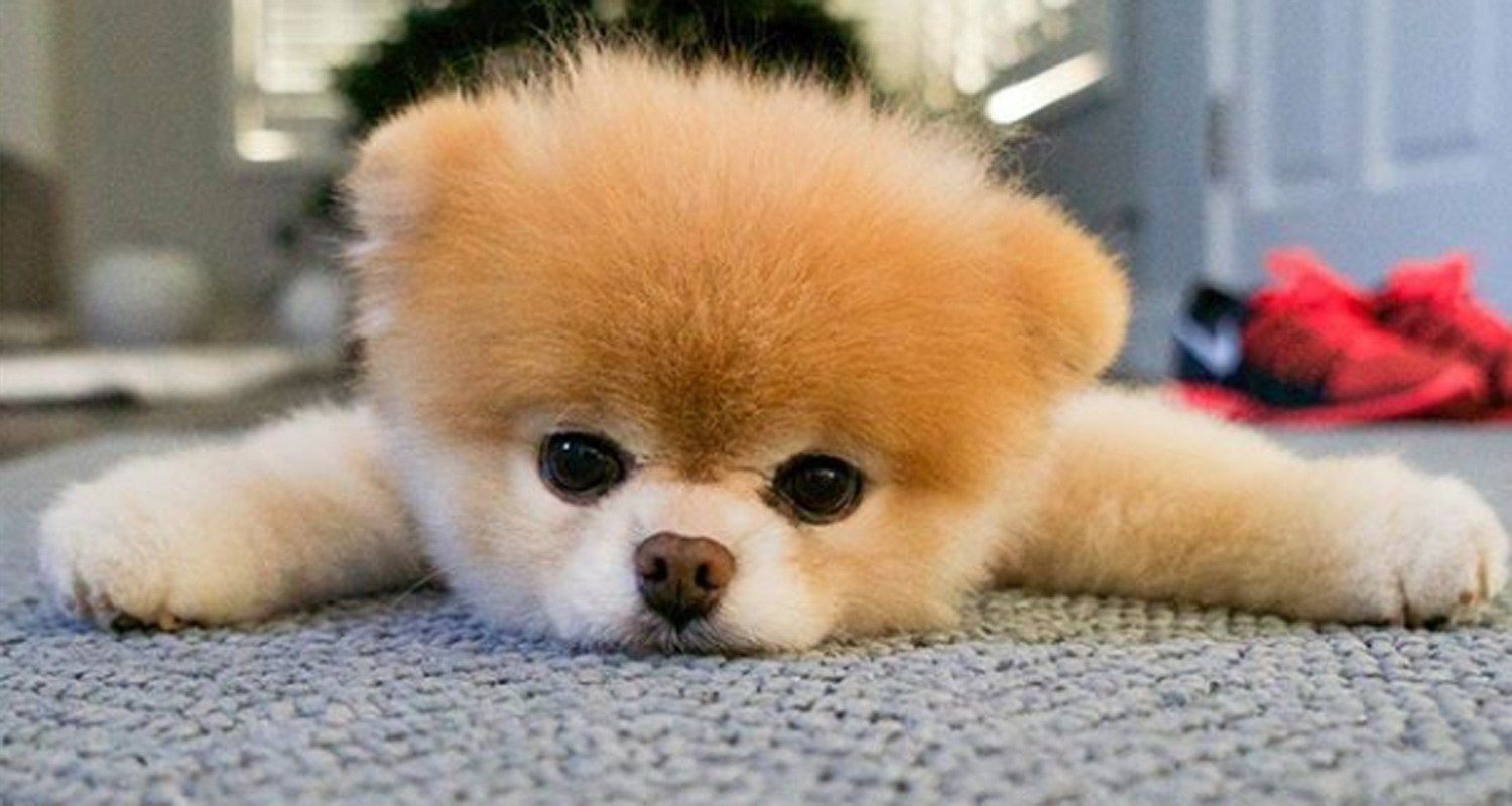 Pomeranian Boo Irkı Hakkında Bilmeniz Gerekenler