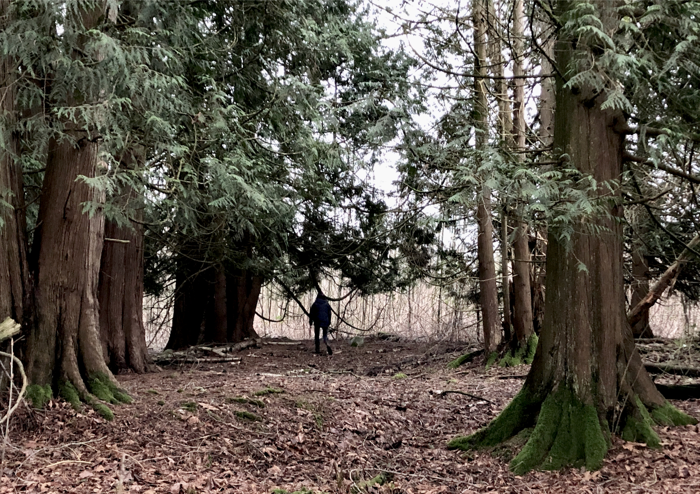 cedarcircle Listen To Your Horse