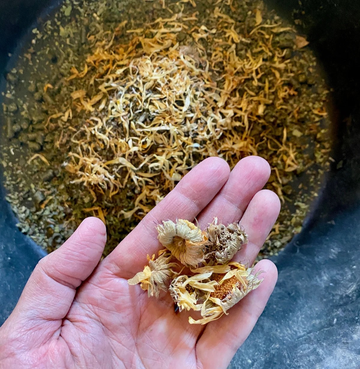 Remedies for Horse with Itchy, Flaky Skin Listen To Your Horse