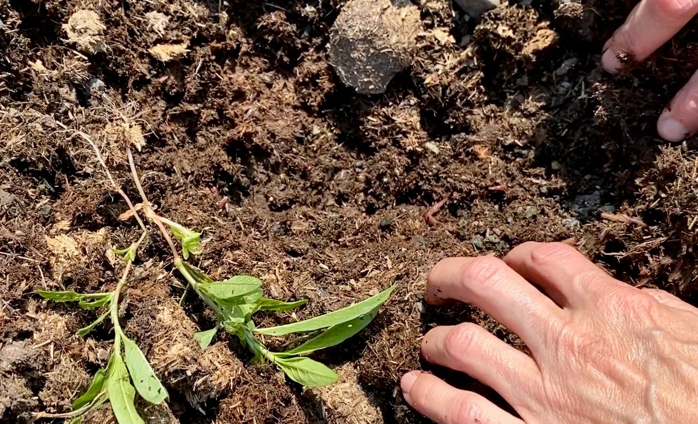 Absolutely Easiest Way to use Horse Manure to Create a Worm Farm
