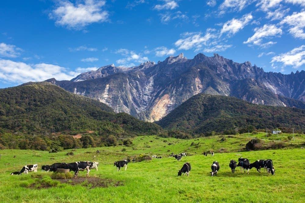 Tempat Menarik Di Sabah! Desa Dairy Cattle Farm Di Kundasang, Lokasi Wajib Anda Kunjungi