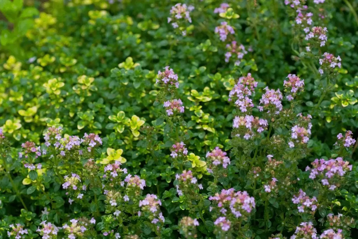 Top 10 Benefits of Thyme Listing Best