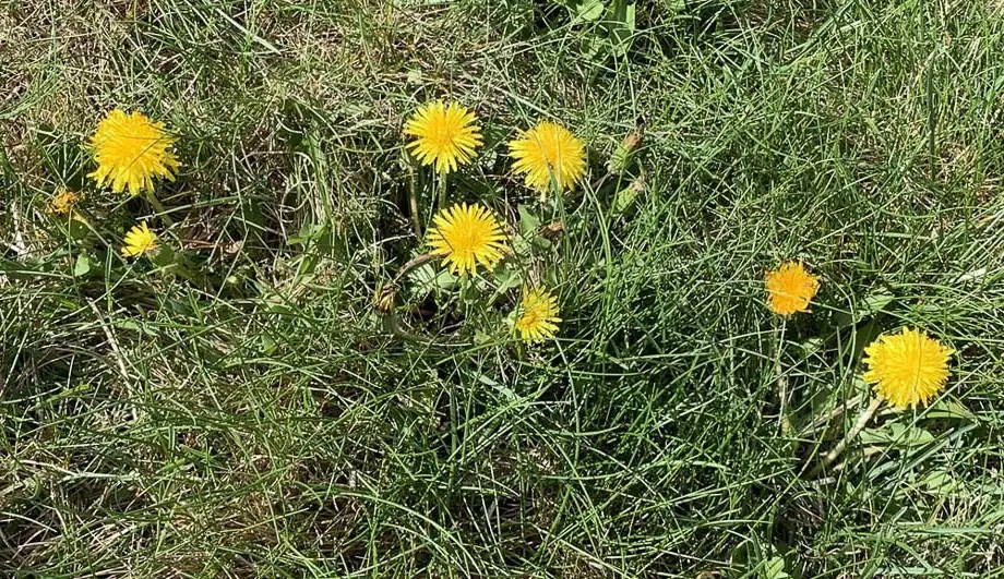 3 KidSafe Ways to Kill Dandelions List in Progress