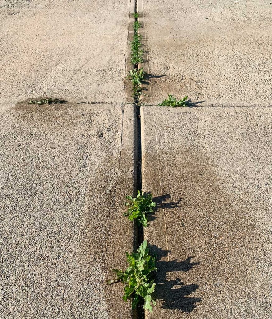 4 NonToxic Weed Killers for Your Yard List in Progress