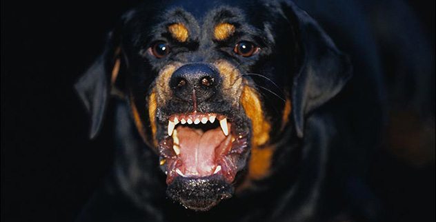 Top 10 Badass Guard Dogs Listverse