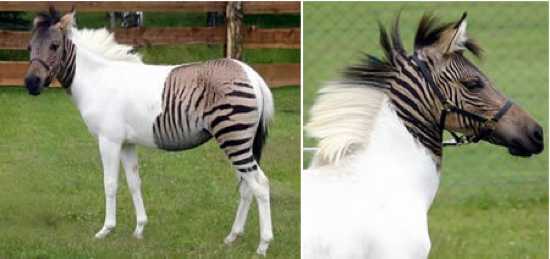 Top 10 Hybrid Animals Listverse