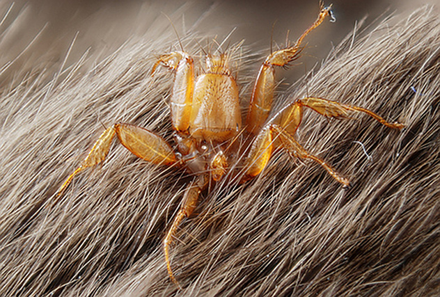 10 Strange Flightless Flies Listverse