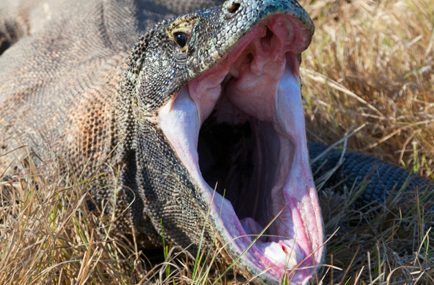 10 Weird Facts About The Deadly Komodo Dragon Listverse