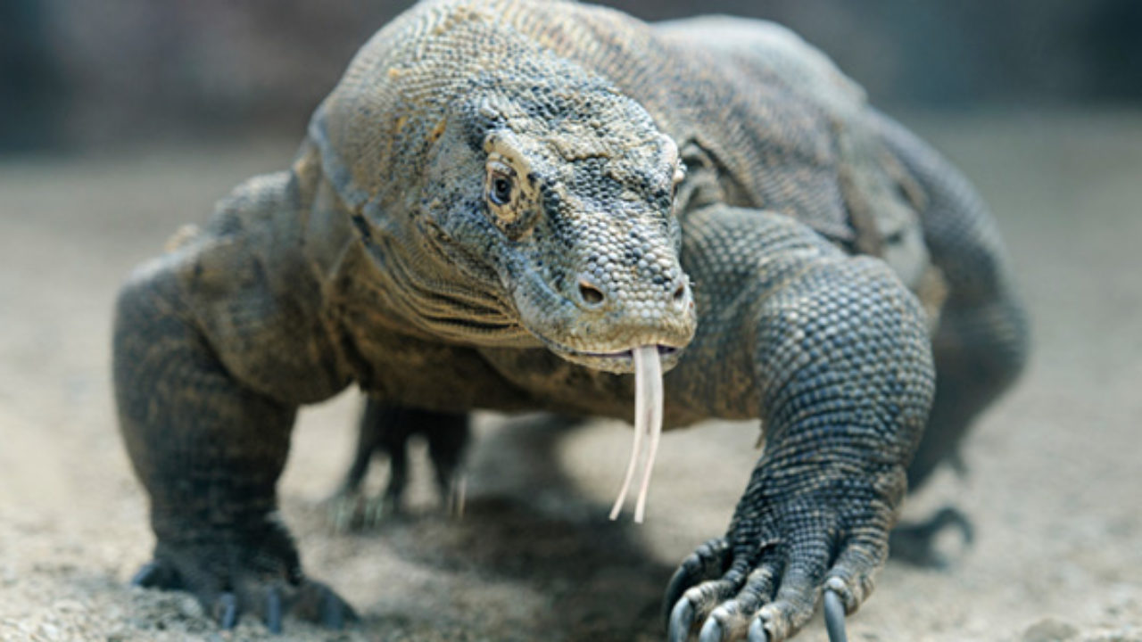 Baby Komodo Dragon For Sale