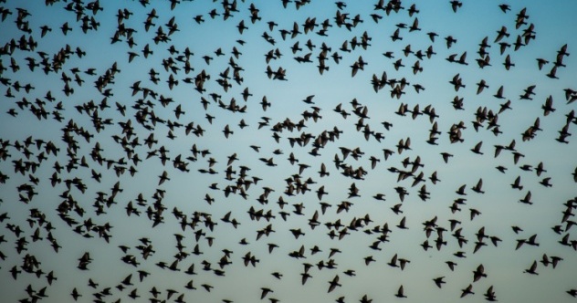 10 Unsettling Tales Of Swarms Of Invasive Animals Listverse