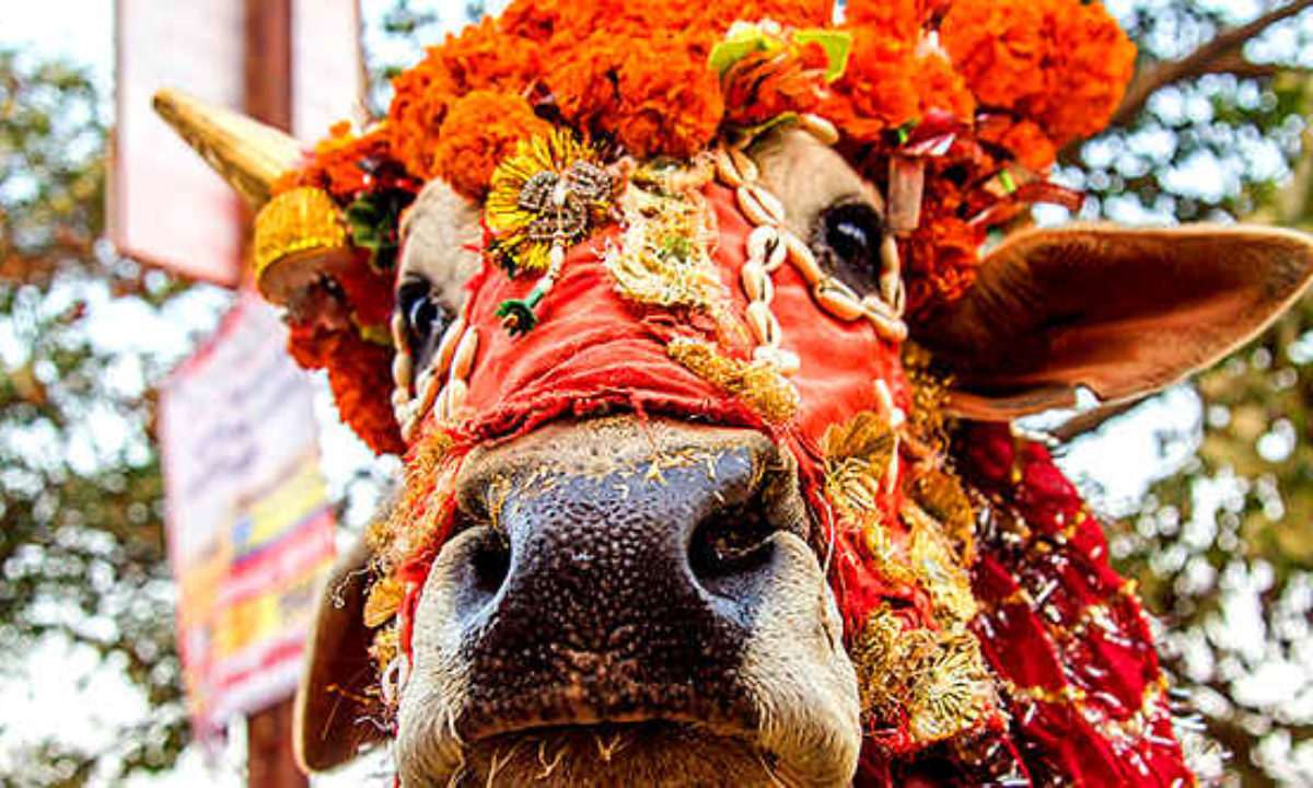 Religious Beliefs And Animals