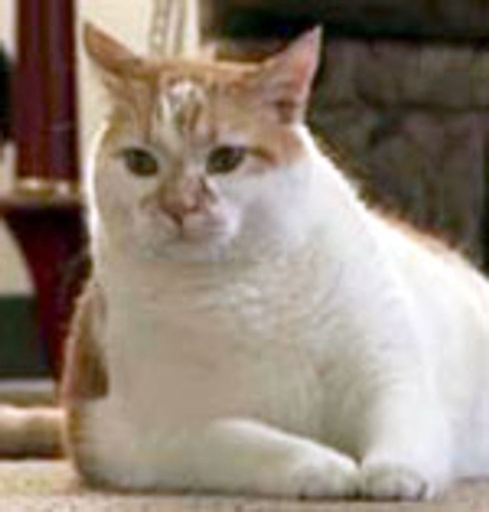 10 Heroic Cats Who Saved Lives Listverse