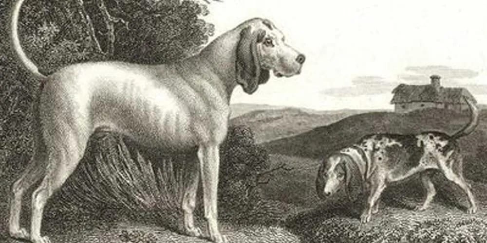 Top 10 Popular Dog Breeds That Don't Exist Anymore Listverse
